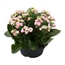 Bild 3 von GARDENLINE Spätsommerschale