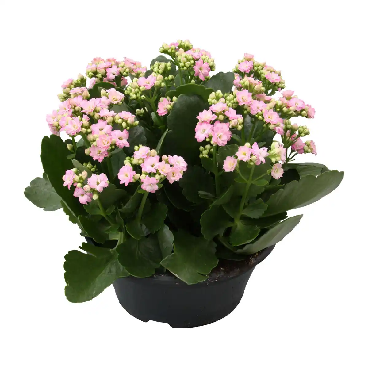 Bild 3 von GARDENLINE Spätsommerschale