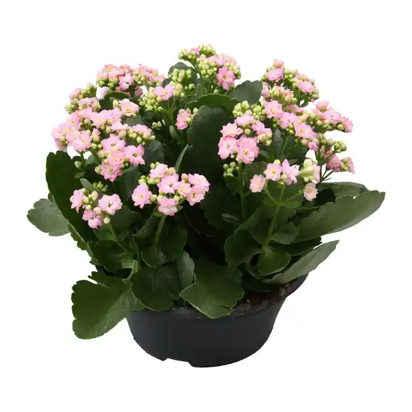 Bild 3 von GARDENLINE Spätsommerschale