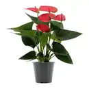 Bild 3 von GARDENLINE Anthurie
