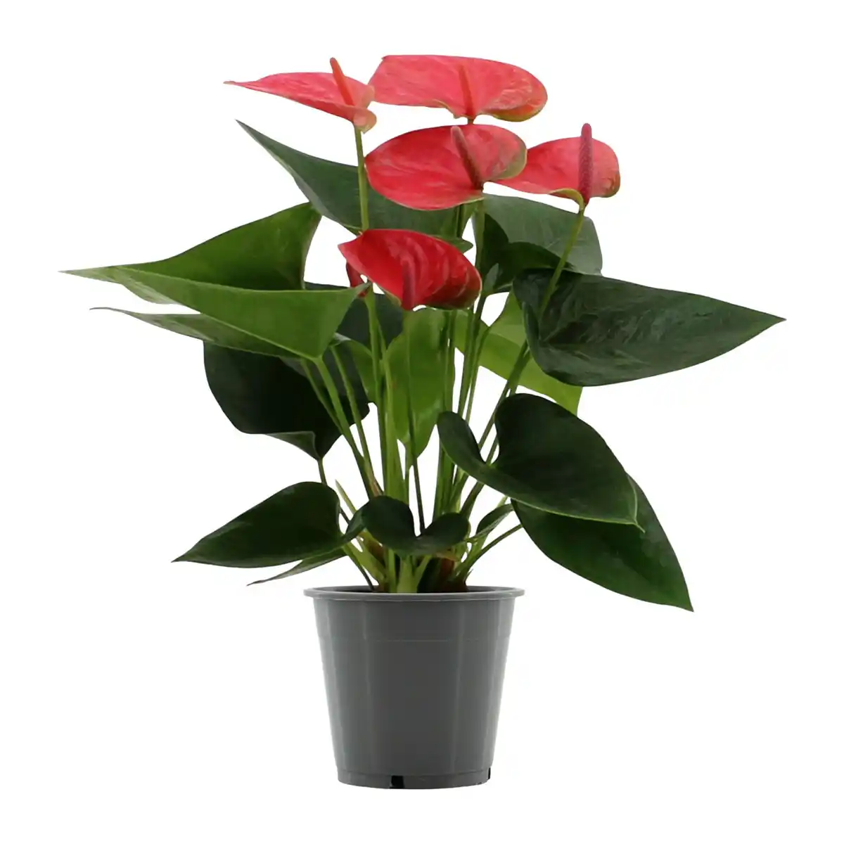 Bild 3 von GARDENLINE Anthurie