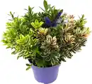 Bild 1 von Strauchveronika Quattro Hebe hybrida "Kiwi" 15 cm Topf