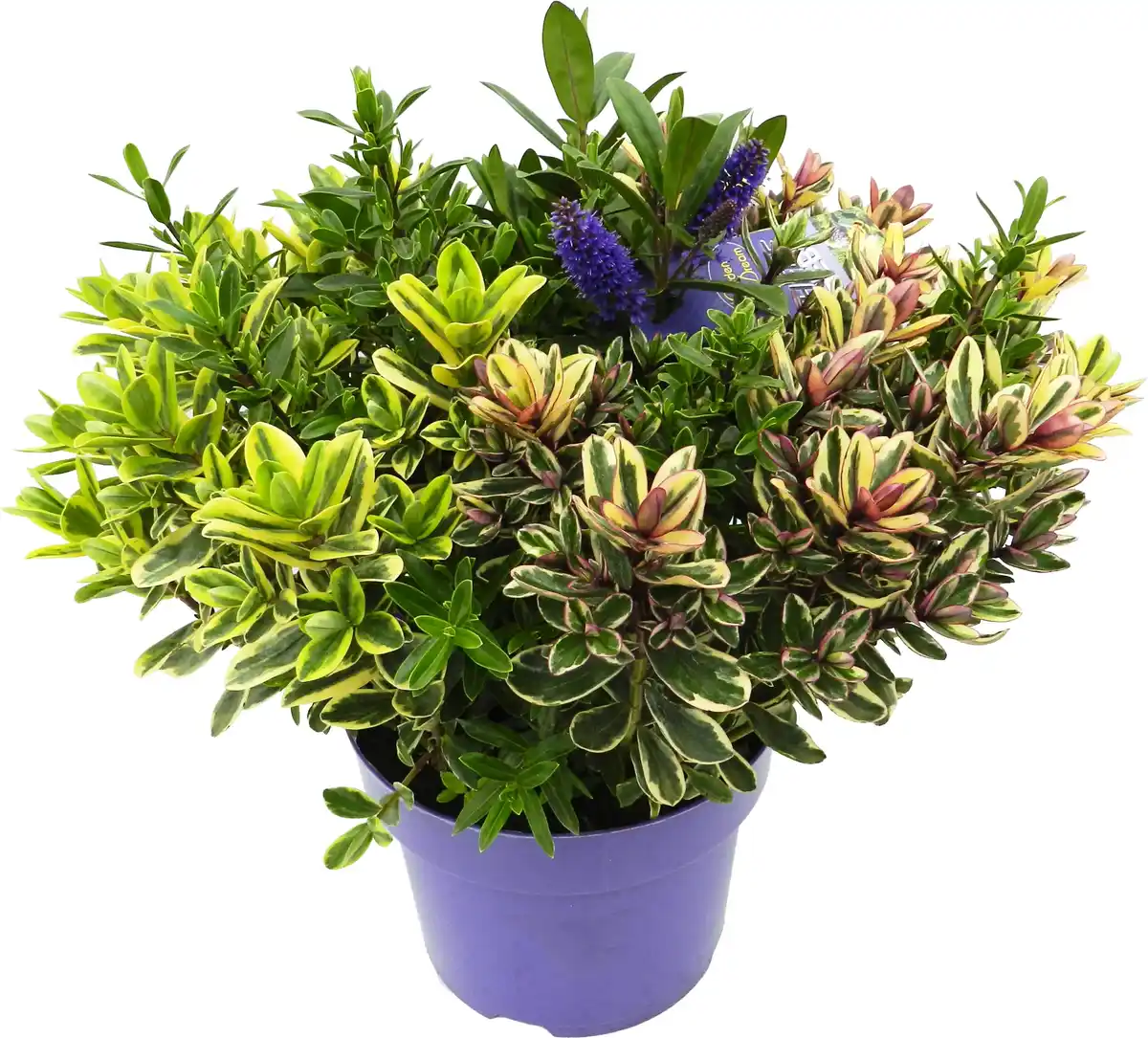 Bild 1 von Strauchveronika Quattro Hebe hybrida "Kiwi" 15 cm Topf