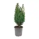 Bild 2 von GARDENLINE Konifere