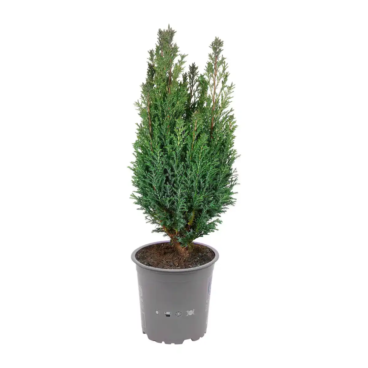 Bild 2 von GARDENLINE Konifere