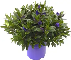 Hebe Hybrida Strauchveronika in Sorten 15 cm Topf