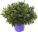 Bild 1 von Hebe Hybrida Strauchveronika in Sorten 15 cm Topf