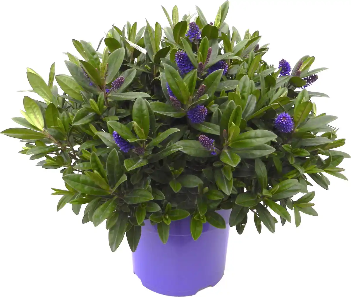 Bild 1 von Hebe Hybrida Strauchveronika in Sorten 15 cm Topf