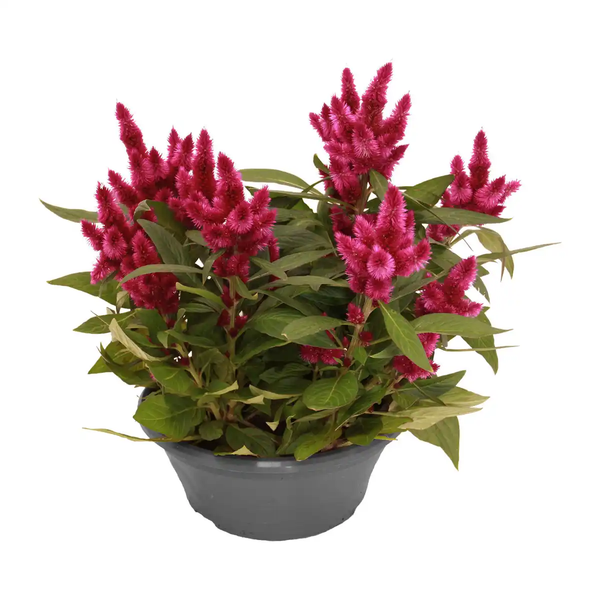 Bild 4 von GARDENLINE Spätsommerschale