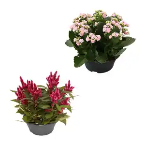 GARDENLINE Spätsommerschale