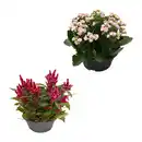 Bild 1 von GARDENLINE Spätsommerschale