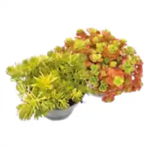 Sedum