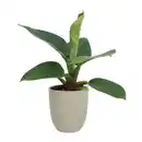 Bild 3 von GARDENLINE Exotische Pflanze