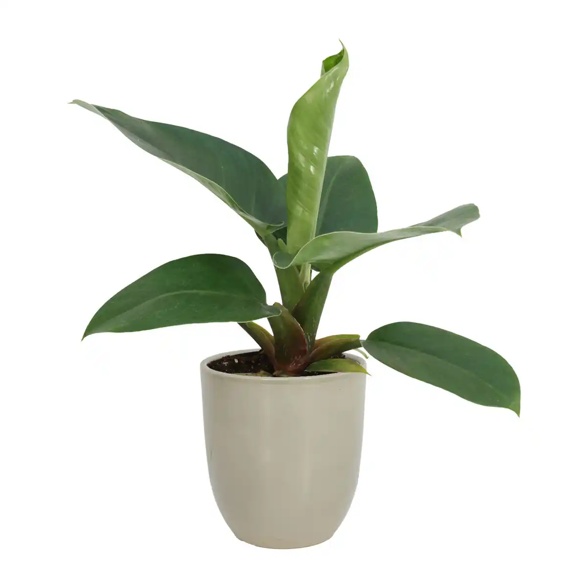 Bild 3 von GARDENLINE Exotische Pflanze