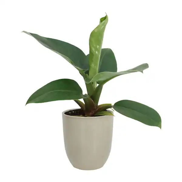Bild 3 von GARDENLINE Exotische Pflanze