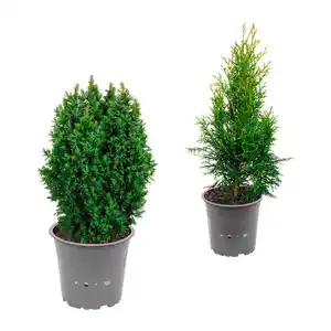 GARDENLINE Konifere