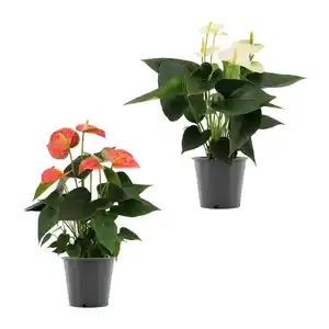GARDENLINE Anthurie