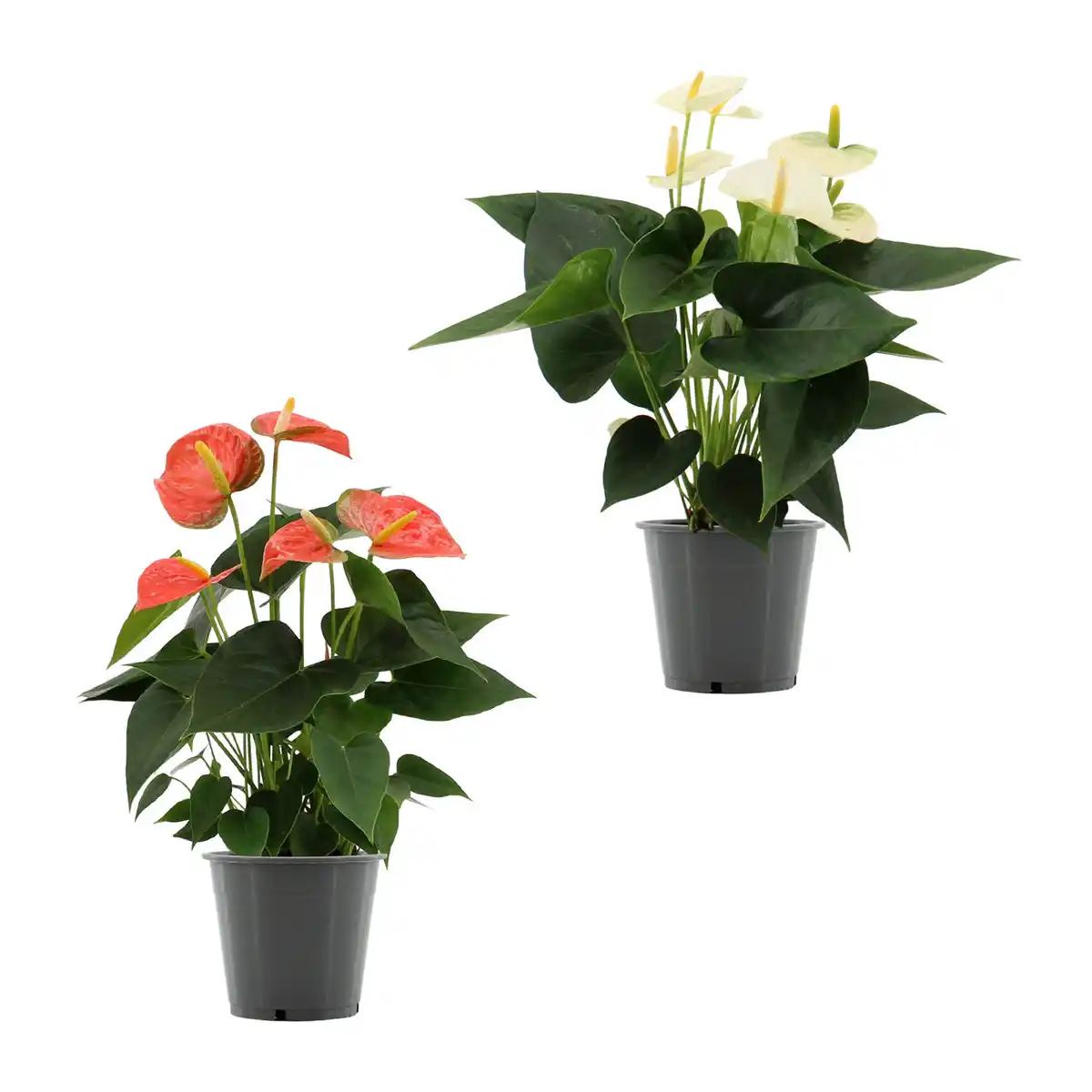 Bild 1 von GARDENLINE Anthurie