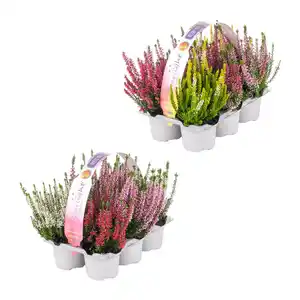 GARDENLINE Calluna vulgaris
