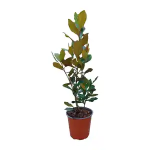 GARDENLINE Magnolia grandiflora