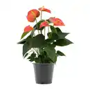 Bild 2 von GARDENLINE Anthurie
