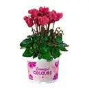 Bild 3 von GARDENLINE Alpenveilchen