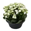 Bild 2 von GARDENLINE Spätsommerschale
