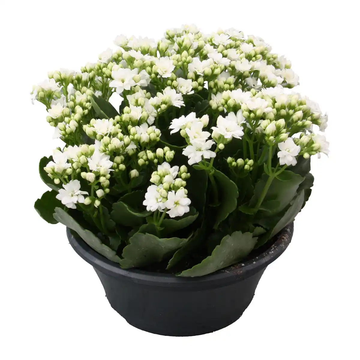Bild 2 von GARDENLINE Spätsommerschale