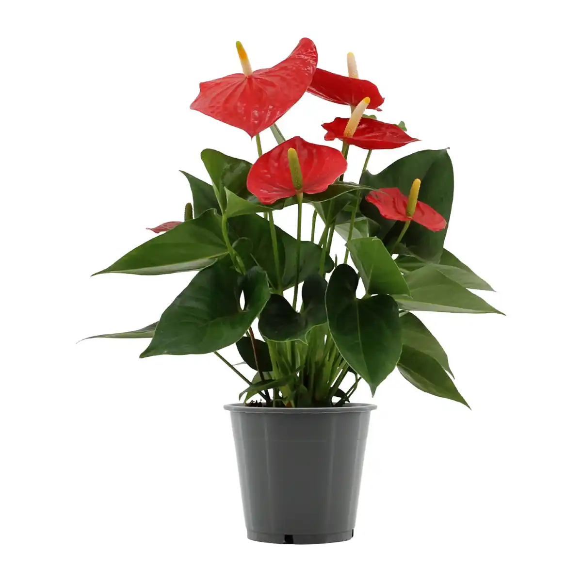 Bild 4 von GARDENLINE Anthurie