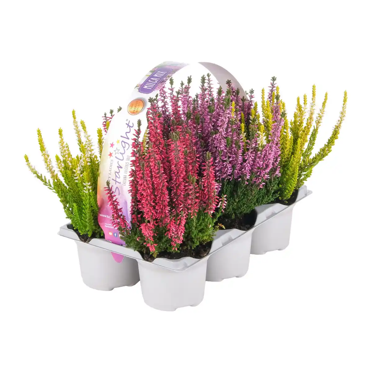 Bild 4 von GARDENLINE Calluna vulgaris