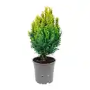 Bild 3 von GARDENLINE Konifere