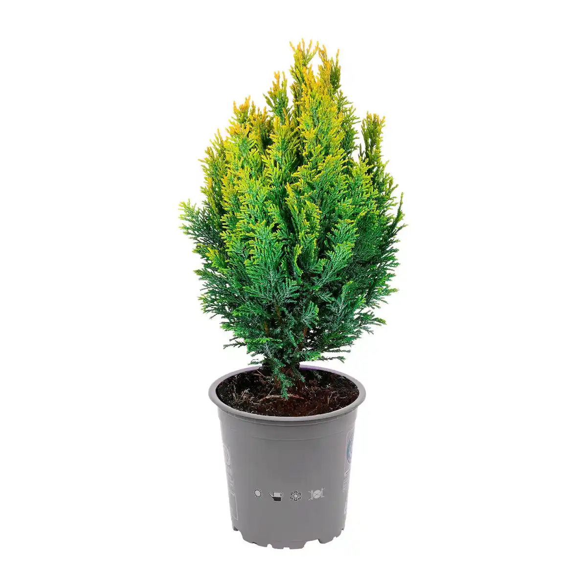 Bild 3 von GARDENLINE Konifere