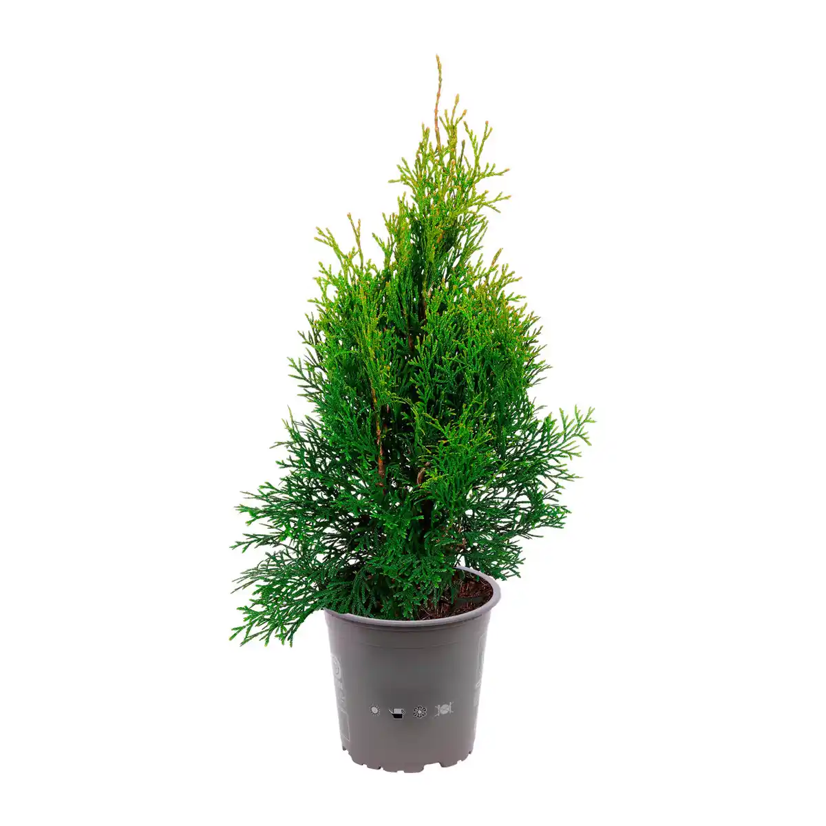 Bild 4 von GARDENLINE Konifere