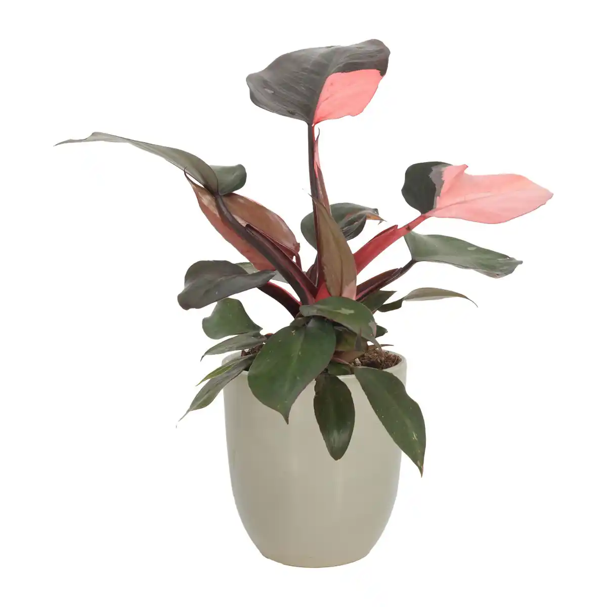 Bild 4 von GARDENLINE Exotische Pflanze
