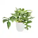 Bild 2 von GARDENLINE Exotische Pflanze