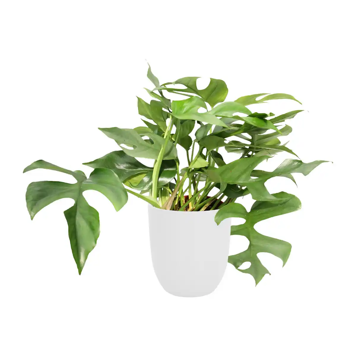 Bild 2 von GARDENLINE Exotische Pflanze