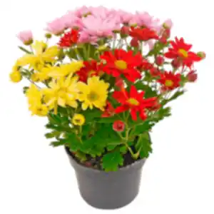 Knospenheide oder REWE Beste Wahl Chrysantheme »Trio«