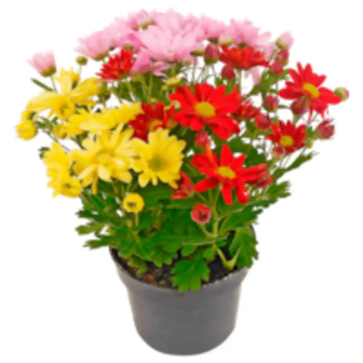 Bild 1 von Knospenheide oder REWE Beste Wahl Chrysantheme »Trio«