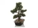 Bild 3 von HJH OFFICE Kunstpflanze / Kunstbaum BONSAI 44 cm