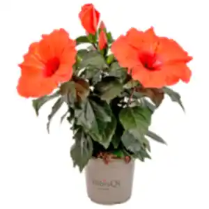 Hibiskus