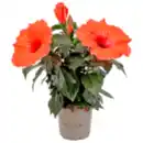 Bild 1 von Hibiskus