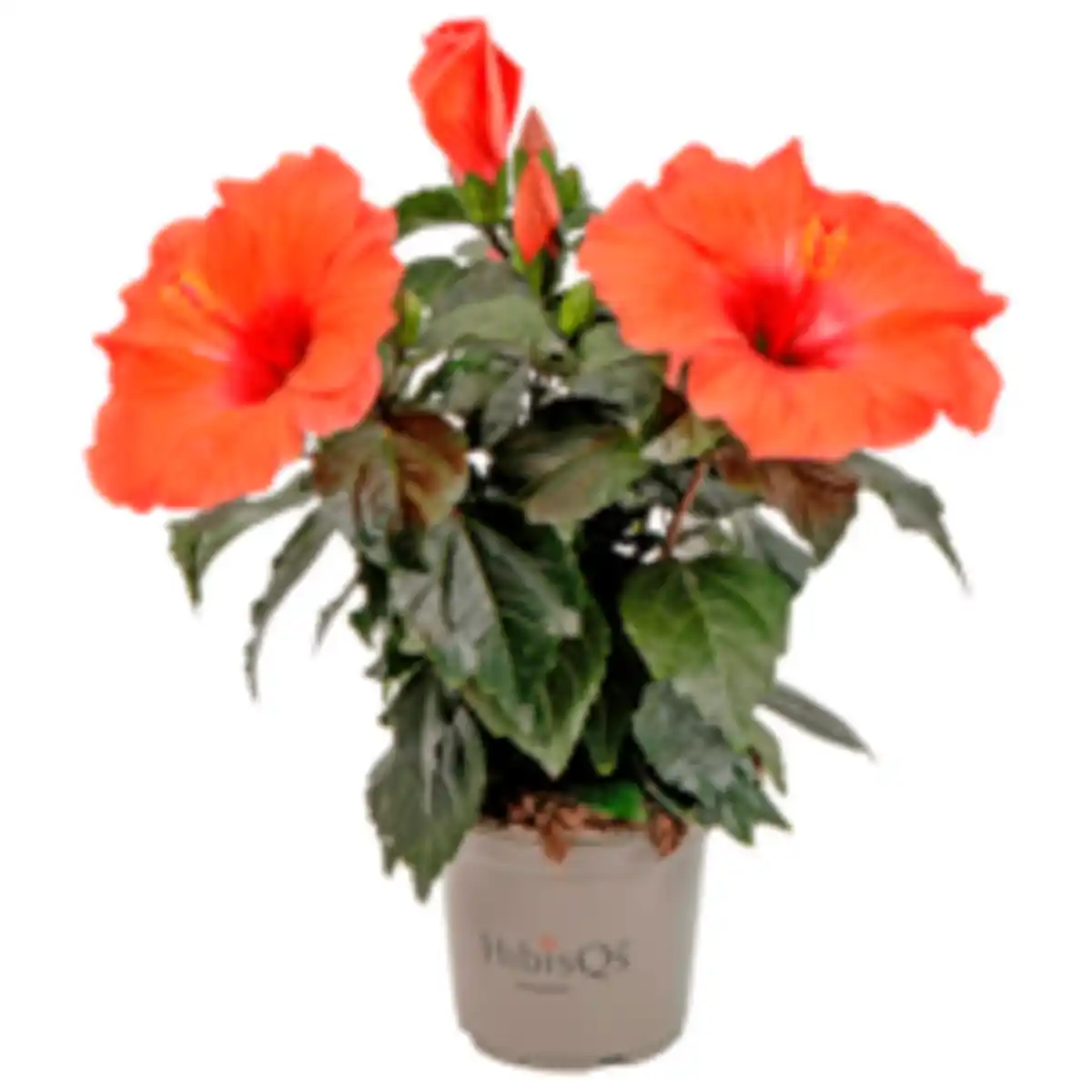 Bild 1 von Hibiskus
