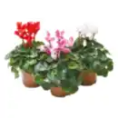 Bild 1 von Cyclamen „Alpenveilchen”