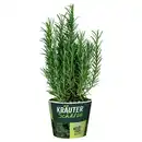 Bild 1 von GARDENLINE Frische Kräuter, Rosmarin