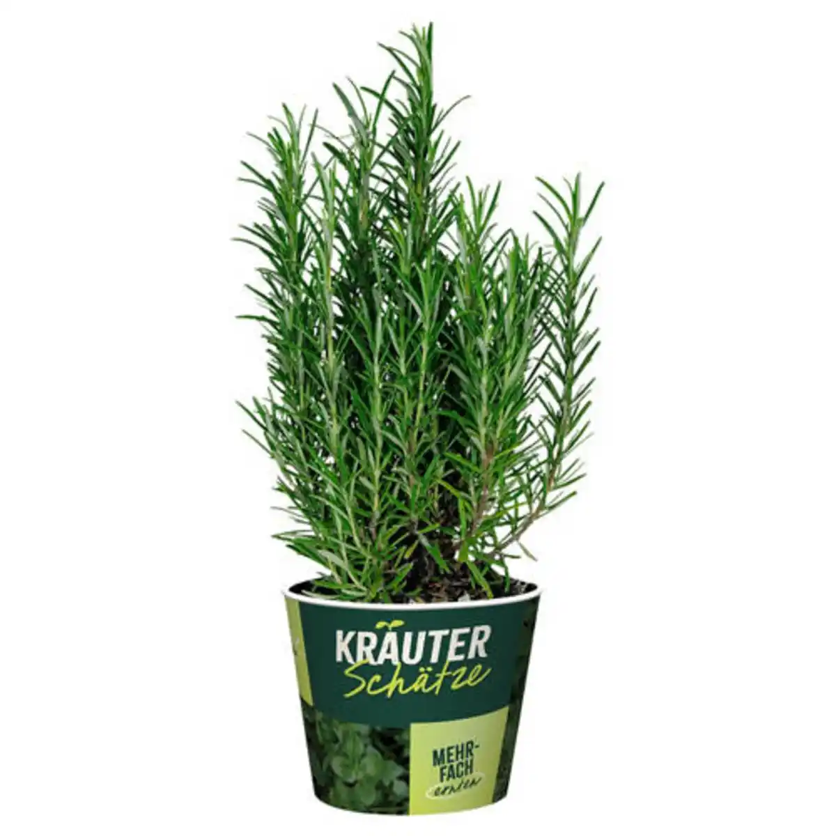 Bild 1 von GARDENLINE Frische Kräuter, Rosmarin