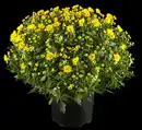 Bild 2 von Chrysantheme