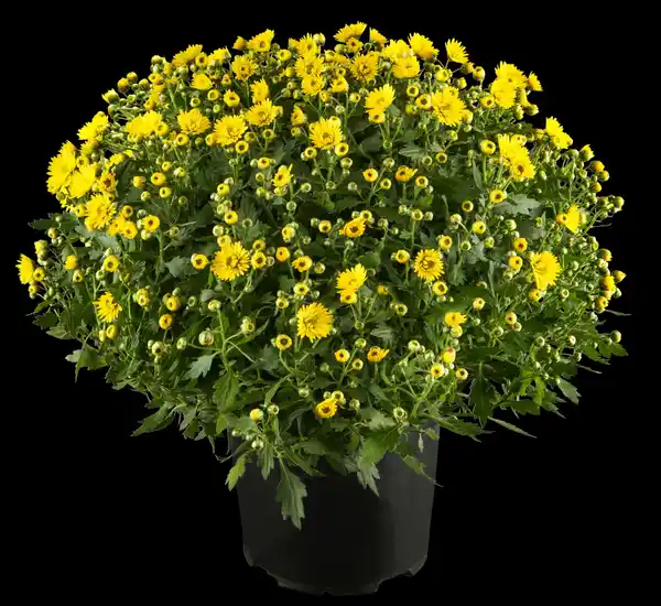 Bild 2 von Chrysantheme