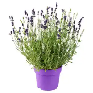 GARDENLINE Lavendel Duo