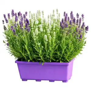 GARDENLINE Lavendel Duo im Balkonkasten