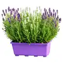 Bild 1 von GARDENLINE Lavendel Duo im Balkonkasten